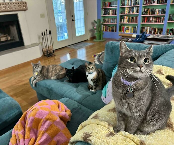 Four cats gathered on a couch in a living room, appearing as if in a cat council plotting session.