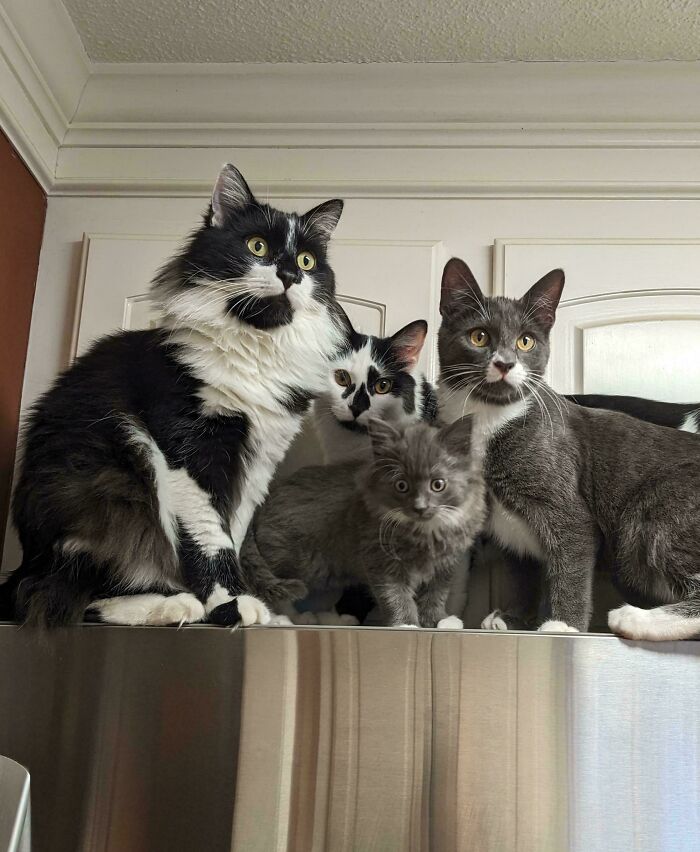 Four cats gathered closely on a kitchen cabinet, appearing focused as if mid-plot during a cat council session.