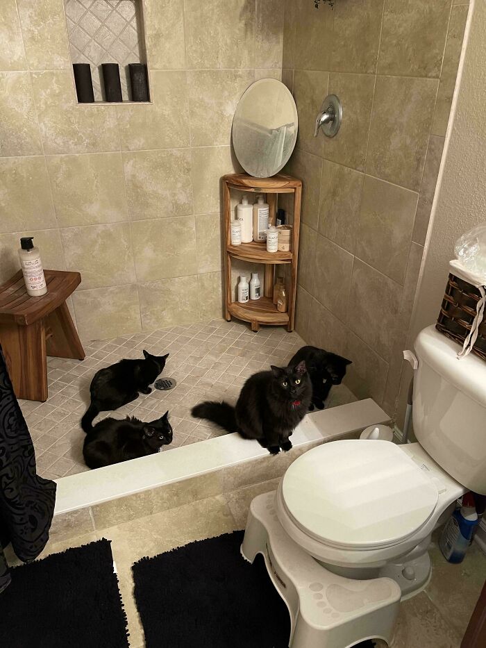 Four black cats gathered in a tiled bathroom shower area, appearing as a cat council in a plotting session.