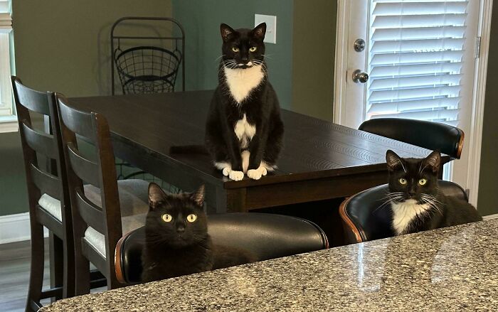 Three black and white cats in a home setting, gathered around a dining table during a cat councils plotting session.
