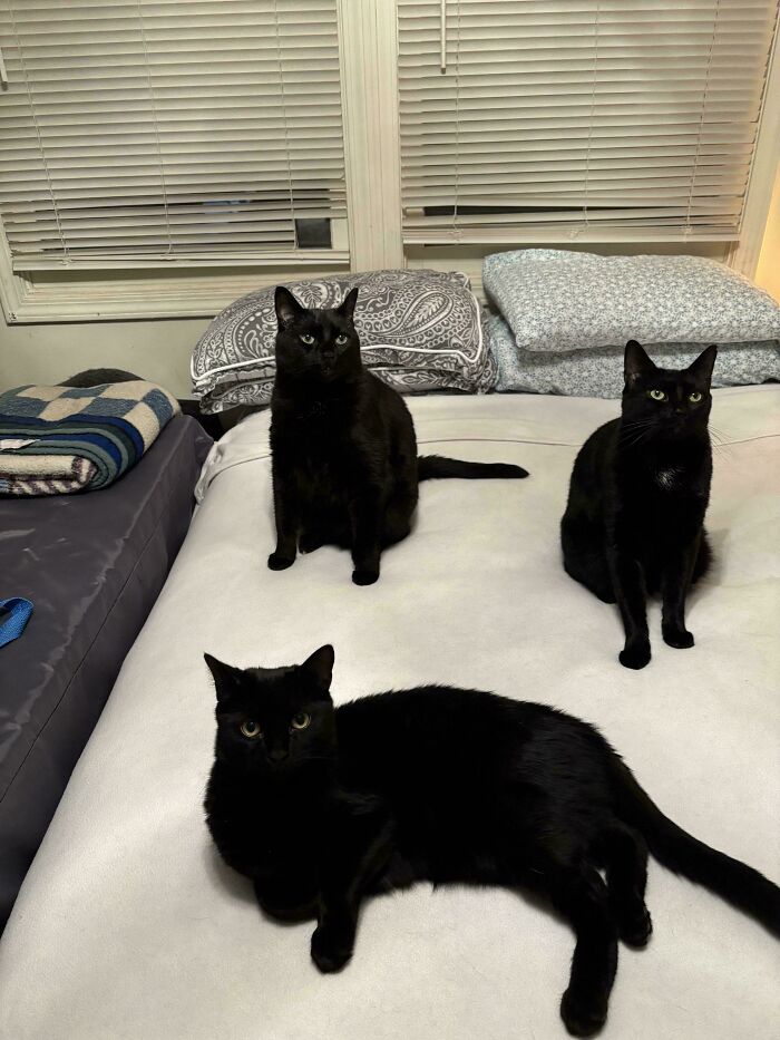 Three black cats sitting and lying on a bed, appearing to be in a quiet cat council plotting session.