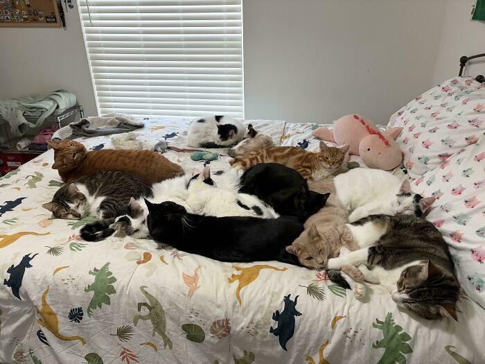 A group of cats lounging close together on a bed, resembling a cat council in a quiet plotting session.
