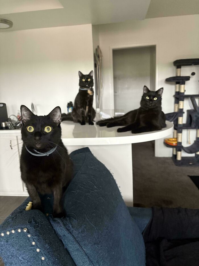 Three black cats gathered indoors, appearing attentive and alert during a cat councils plotting session in a cozy living room.
