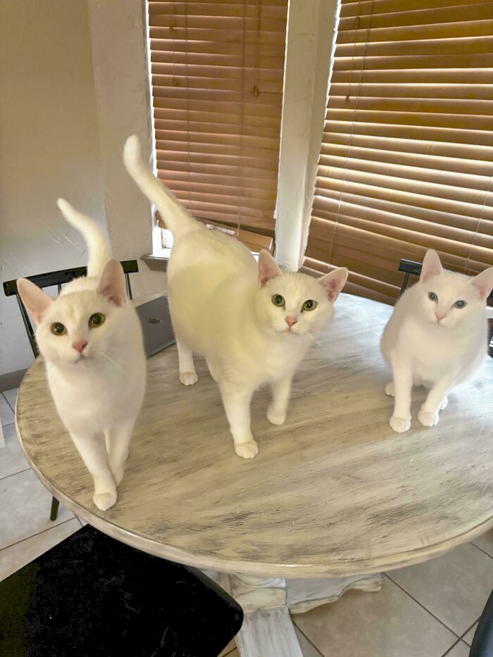 Three white cats on a round table, each with alert eyes, appearing as if caught during a cat councils plotting session.
