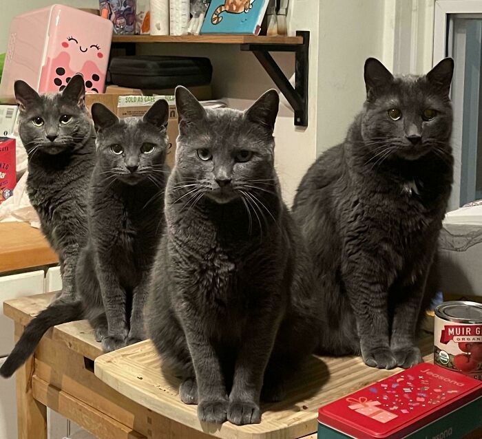 Four gray cats sitting closely on a table, appearing attentive and focused during a cat councils plotting session indoors.