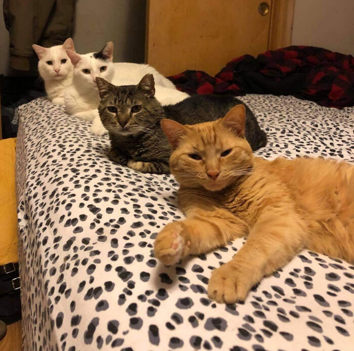 Four cats lined up on a spotted bedspread appearing to be in a cat council plotting session indoors.