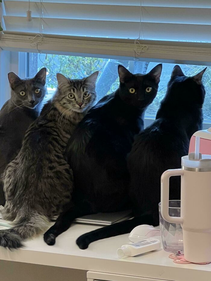 Four cats sitting on a windowsill looking outside during a cat council plotting session in a cozy indoor setting.