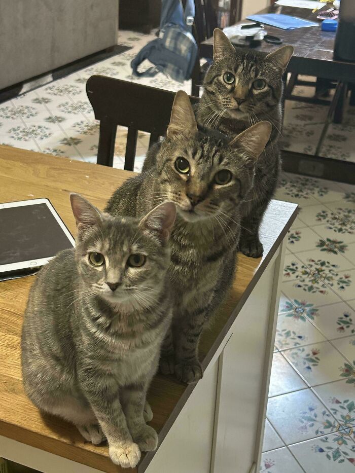 Three tabby cats sitting closely on a kitchen table, caught in a moment suggesting a cat councils plotting session.