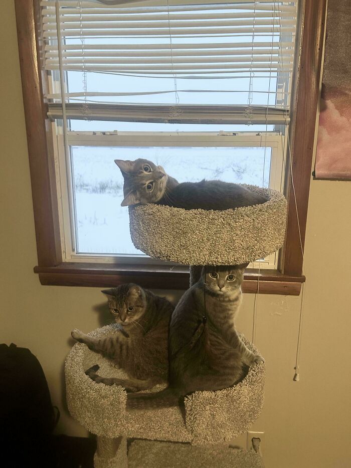 Three cats lounging on a carpeted cat tree by a window, caught midway during a cat council plotting session.