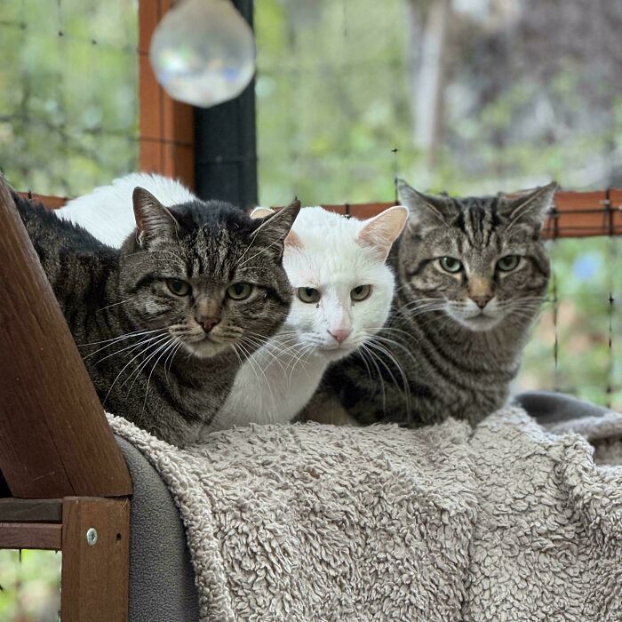 Three cats sitting closely together on a cozy blanket, appearing focused during a cat council plotting session.