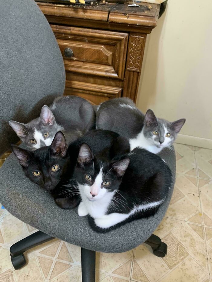Four cats gathered closely on a gray office chair, appearing like a cat council in a casual indoor setting.