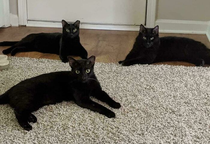 Three black cats lying on carpet and hardwood floor, part of a cat council caught midway through a plotting session.