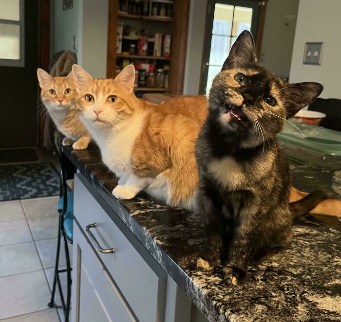 Three orange and one tortoiseshell cats lined up on a kitchen counter, caught mid-plotting in a cat councils gathering.