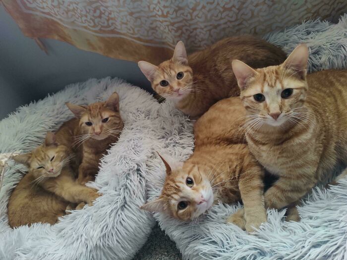 Five ginger cats lounging closely together on fluffy white beds, resembling a cat council plotting session.
