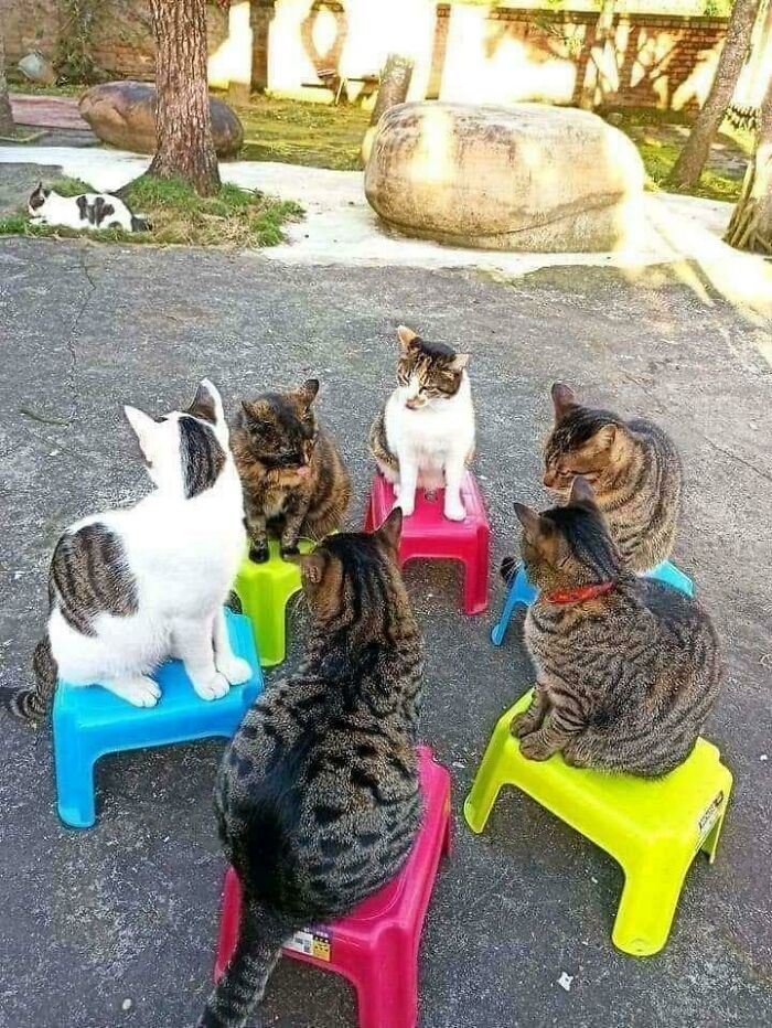 Six cats sitting on colorful stools outdoors, appearing to have a cat council plotting session on a sunny day.