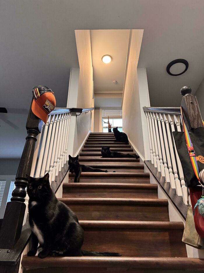 Four black cats positioned on wooden stairs inside a home, appearing as a cat council during a plotting session.