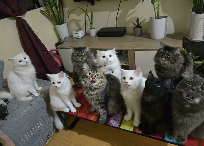 Nine cats gathered indoors on furniture and floor, caught mid-plotting session in a cozy room with plants and curtains.