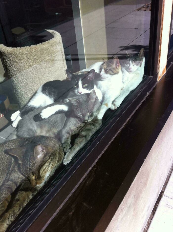 Five cats cuddled closely together by a window, appearing relaxed during a cat councils plotting session.