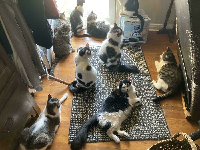 59 cats gathered inside a room on a rug and floor, appearing to be in a meeting or plotting session near a window.