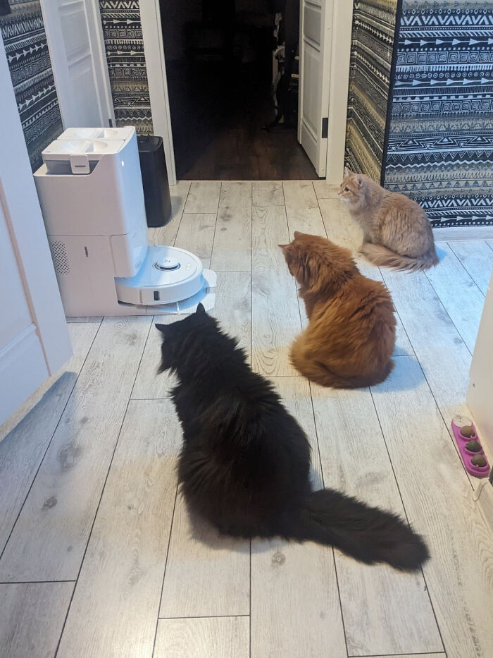 Three cats sitting on a wooden floor in a room, seemingly engaged in a cat councils plotting session near a robot vacuum.