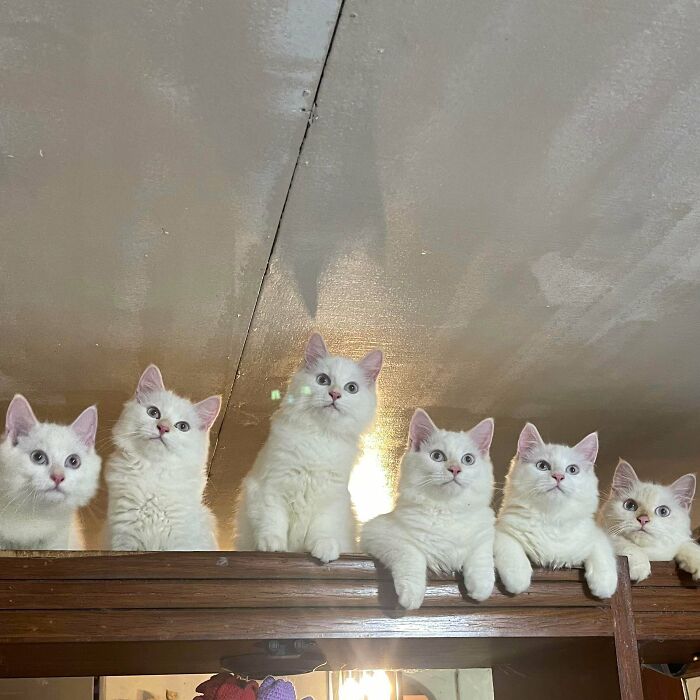 Six white cats lined up together on a wooden surface, appearing attentive during a cat councils plotting session.