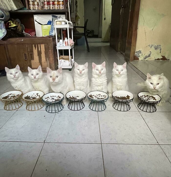 Seven white cats sitting in a row behind empty food bowls, resembling a cat council mid plotting session indoors.