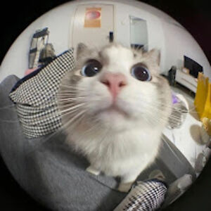 yanisunityani avatar