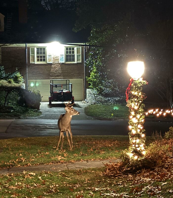 A deer standing near a street lamp decorated with holiday lights, creating a sweet holiday moment at night.