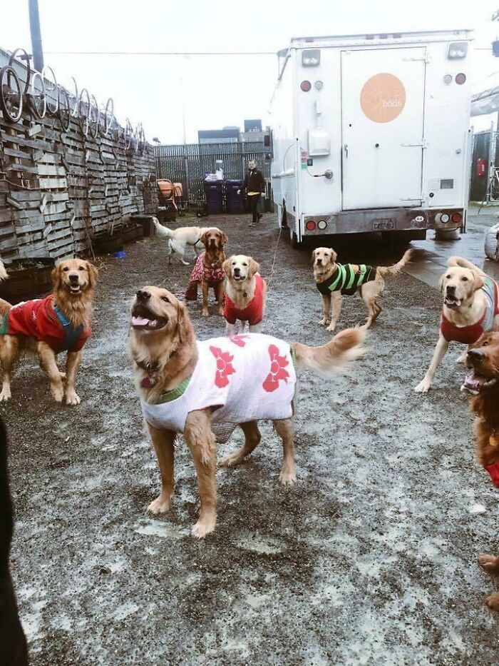 Group of dogs wearing holiday sweaters outdoors at a yard, capturing holiday moments so sweet they could melt hearts.