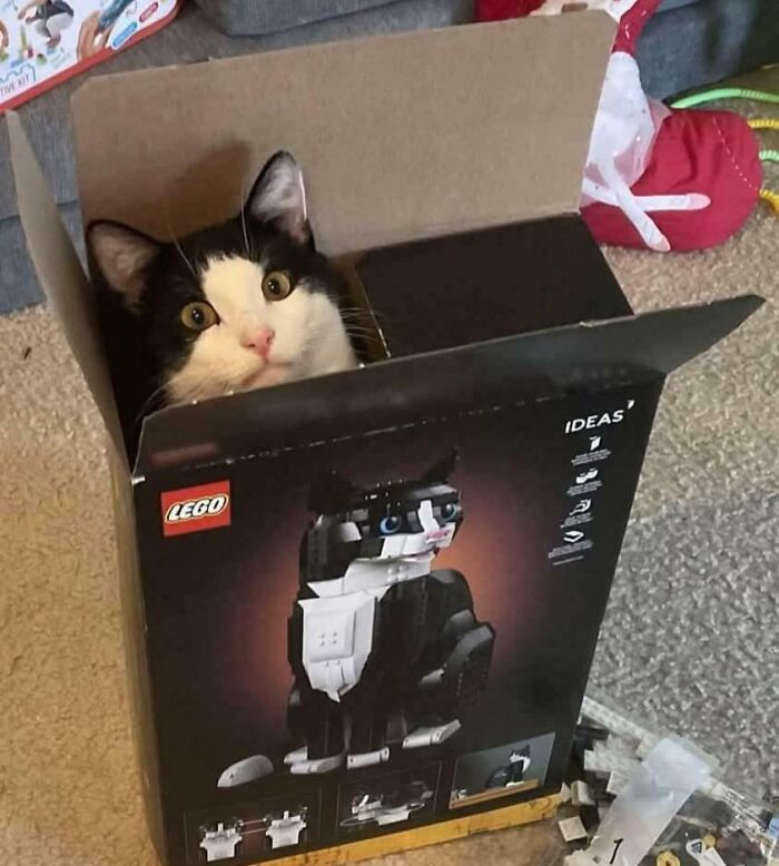 Gato dentro de caja LEGO con figura de gato en construcción, imagen divertida que refleja lo extraño del año pasado.