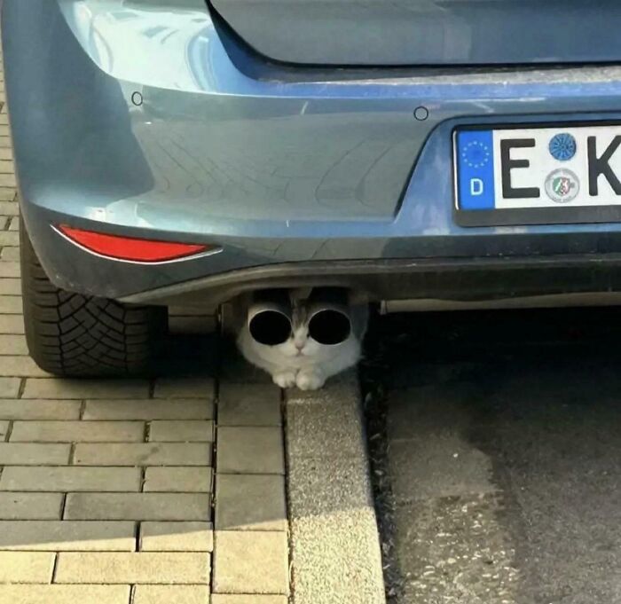 Gato doble turbo