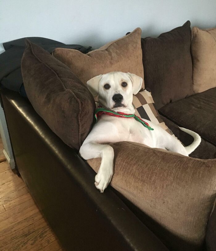 Vuelvo a casa y me encuentro a mi perro así, preguntándose qué hacía fuera tanto tiempo