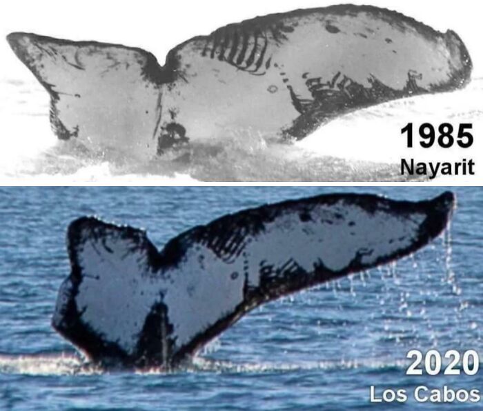 Whale tail comparison photo from 1985 Nayarit and 2020 Los Cabos showing interesting ocean wildlife sighting.