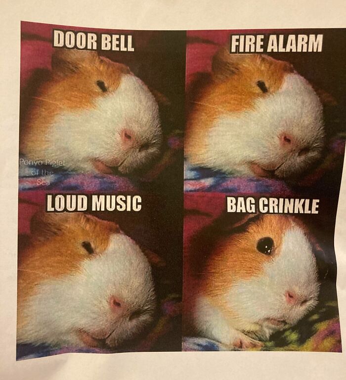 Guinea pig reacting to doorbell, fire alarm, loud music, and bag crinkle, illustrating fun sibling moments and reactions.