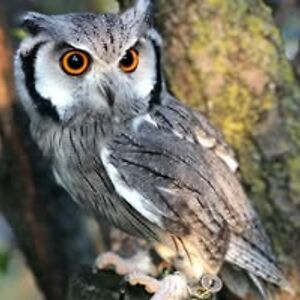 michelleiom1966 avatar