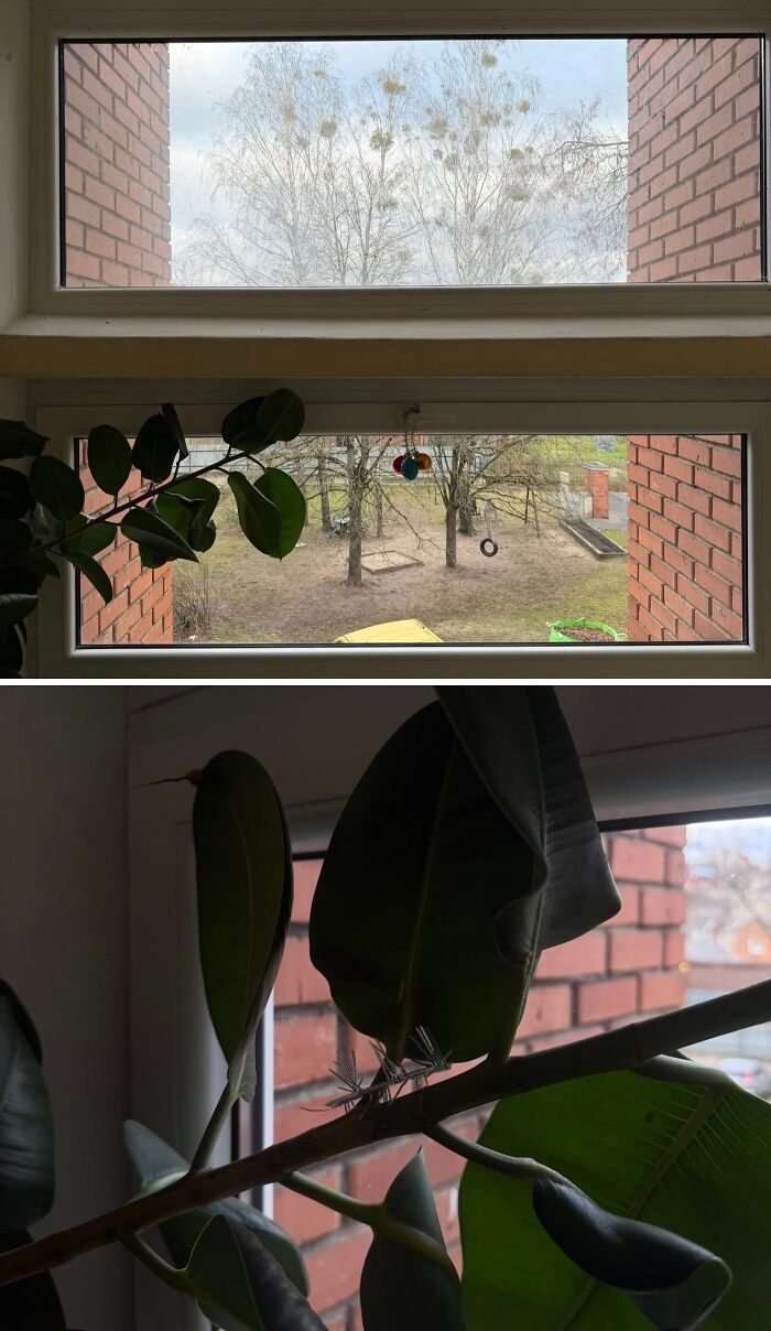 View from Lithuanian apartment windows showing unusual Christmas decorations on plants and outdoor playground area.