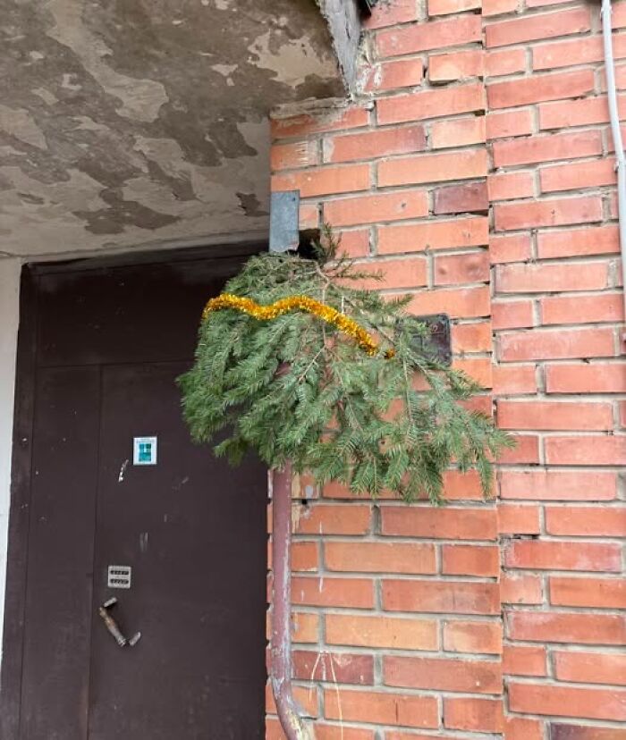 Unevenly cut pine branch hung on pipe outside brick apartment, decorated with a single gold tinsel for Christmas in Lithuania.