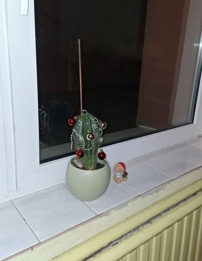 Small cactus decorated with Christmas baubles and beads on a windowsill, a quirky Lithuanian holiday decoration.