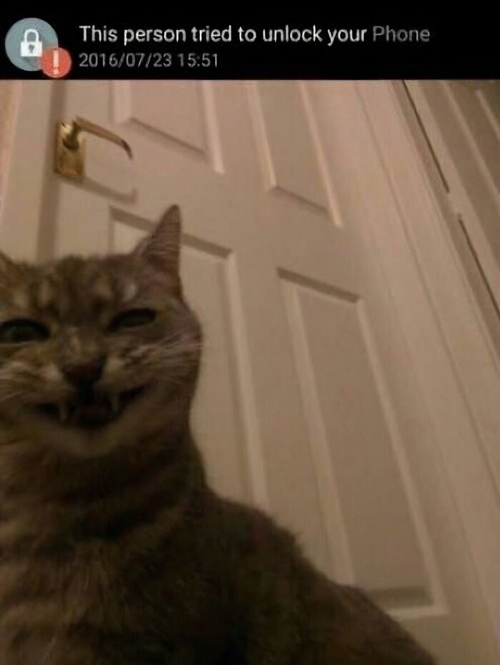 Cat making a funny face in front of a closed door with phone unlock attempt notification, random pics that make you laugh.