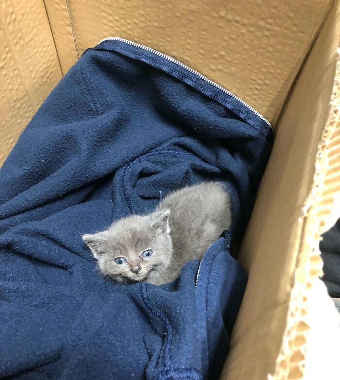 Tiny gray kitten curled on navy sweatshirt in cardboard box, abandoned by next-level jerks