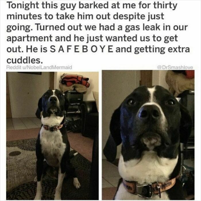 Black and white dog alerting owners to gas leak, showing loyalty and trust in this cute dogs posts moment.