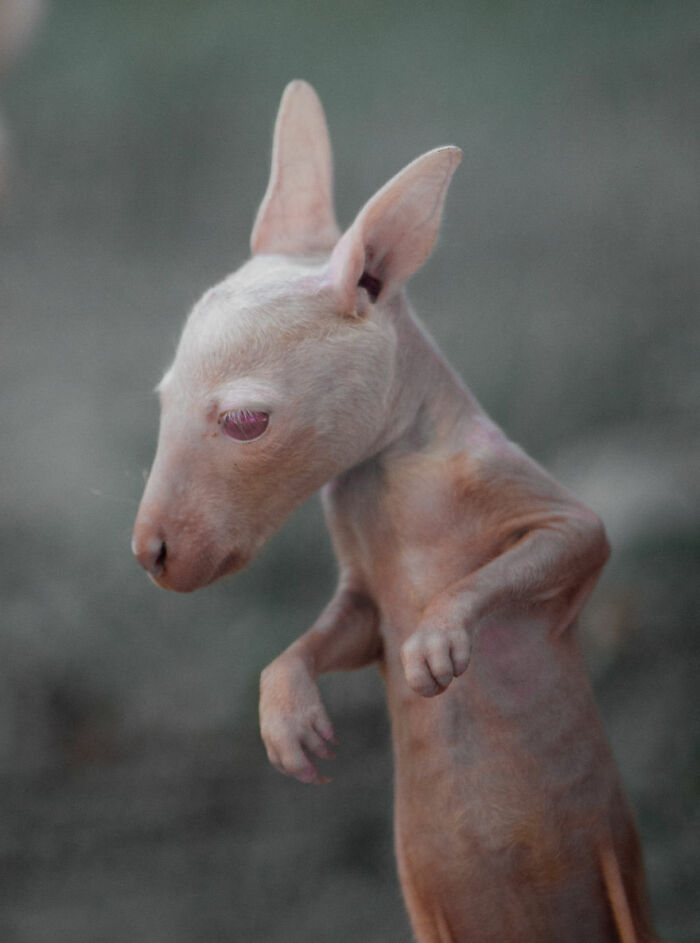 “I Don’t Have Helicopters Or Expensive Expeditions — But I Still Capture Wildlife Moments That Travel The World”