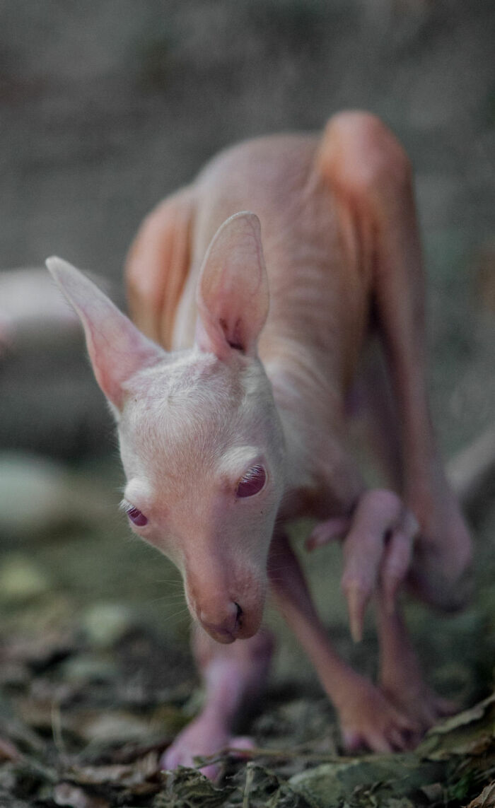 “I Don’t Have Helicopters Or Expensive Expeditions — But I Still Capture Wildlife Moments That Travel The World”