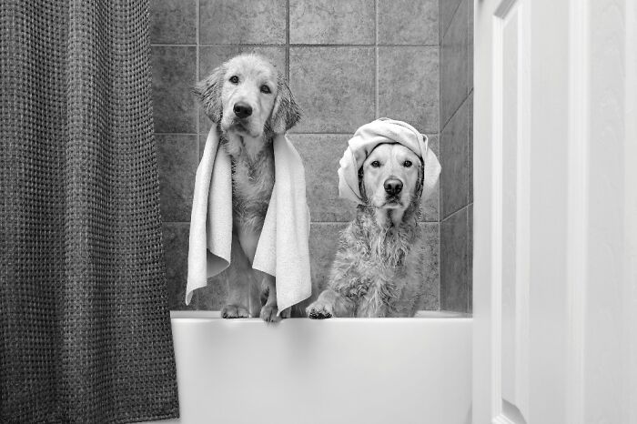 Two wet dogs in a bathtub with towels, captured in one of the best dog photos chosen by international pet photography awards.