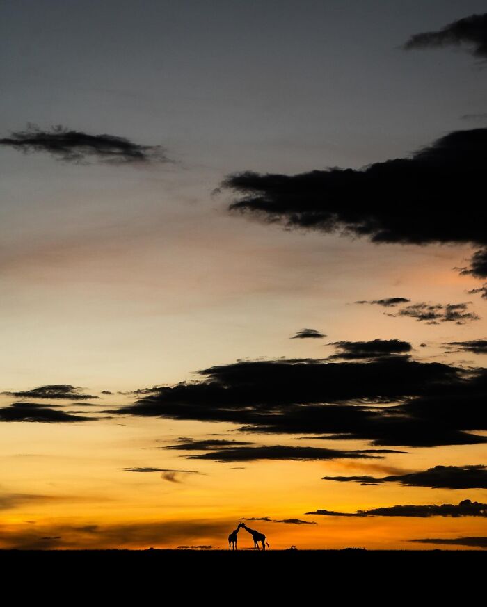 Wildlife silhouettes of giraffes at sunset with a vibrant sky and scattered dark clouds on the horizon.