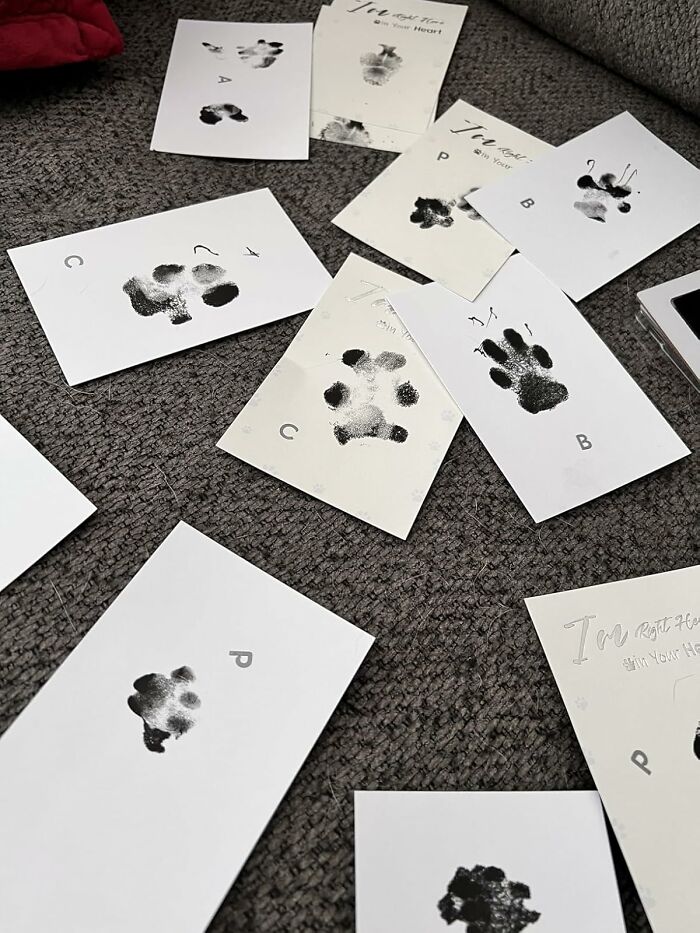 Your Pet Can Now Immortalize Their Signature Without The Subsequent Chaos Of An Ink-Related Disaster Thanks To The Inkless Paw Print Kit 