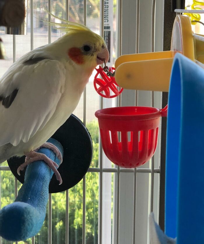 Your Bird Can Now Live Out Its Fantasy Of Being The Michael Jordan Of The Avian World With This Basketball Toy For Birds 