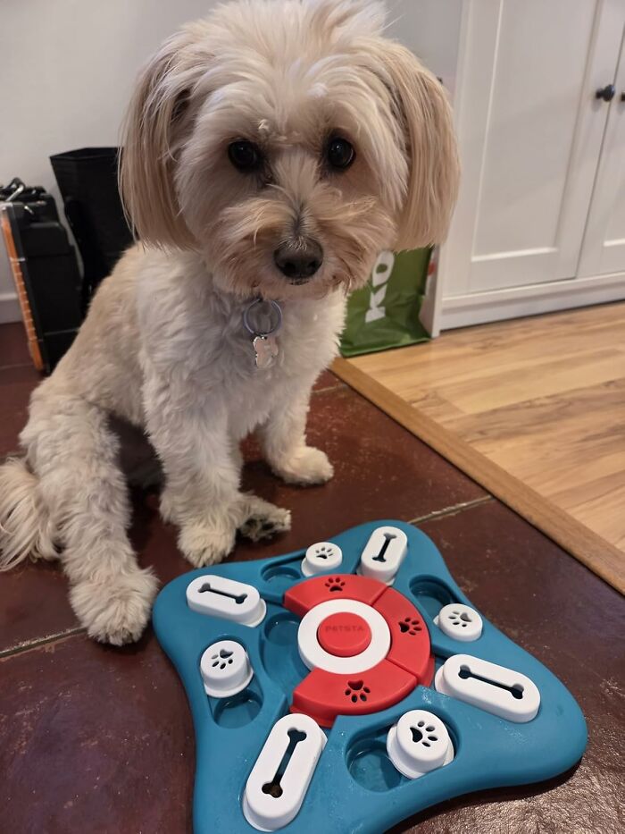 A Dog Treat Puzzle Will Give Your Dog The One Thing It Has Always Wanted: A Job, A Purpose, And A Delicious, Meaty Reward For A Hard Day's Work