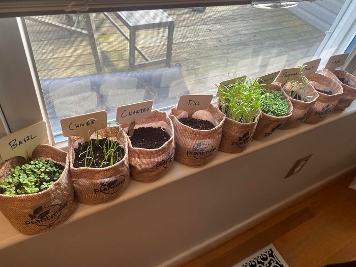 Pretending To Be A Self-Sufficient Farmer Requires Way Less Dirt Under Their Fingernails When They Set Up The Indoor Herb Garden Starter Kit On The Kitchen Counter To Grow Their Own Garnishes