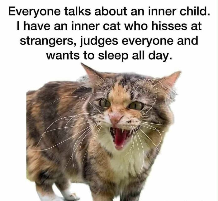 Funny meme of a cat hissing with text about having an inner cat that judges and sleeps all day for cute animal content.